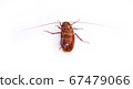 cockroach isolated on white background. 67479066