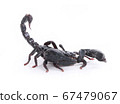scorpion isolated on white background. 67479067