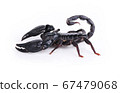 scorpion isolated on white background. 67479068