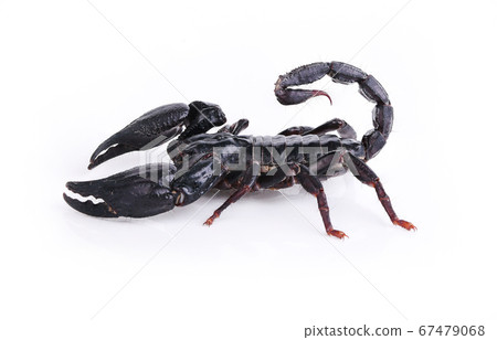 scorpion isolated on white background. scorpion isolated on white background. 67479068