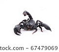 scorpion isolated on white background. 67479069