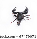 scorpion isolated on white background. 67479071