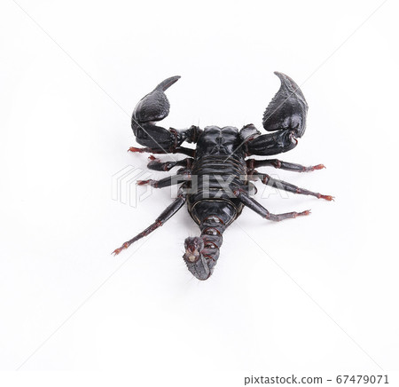 scorpion isolated on white background. scorpion isolated on white background. 67479071
