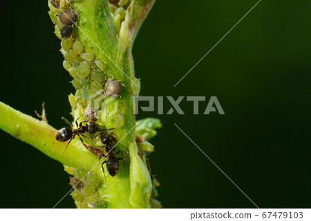 Colony of aphids and ants on garden plants 67479103