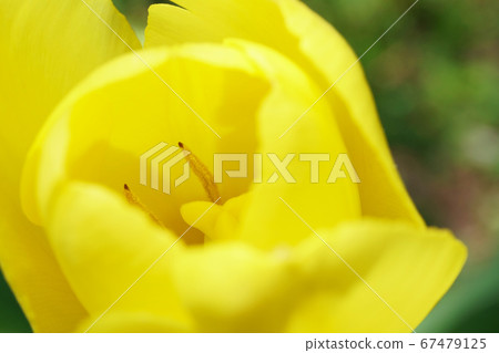 Tulip Yellow 67479125