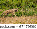 Coyote in Marine Headlands, San Francisco, California 67479590