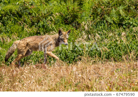 Coyote in Marine Headlands, San Francisco, California 67479590