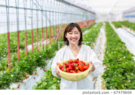 草莓豐收草莓農場 67479606