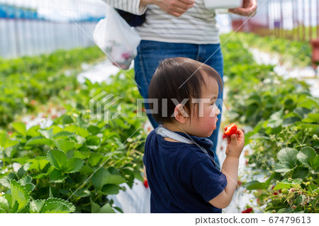 與父母和孩子的草莓採摘 67479613