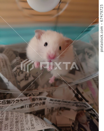 金倉鼠國王熊 67479725