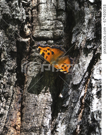 Wren butterfly (Latin: Aglais urticae, Nymphalis) Wren butterfly (Latin: Aglais urticae, Nymphalis) 67480058