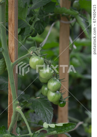 Small green tomatoes grow in a greenhouse on an organic farm Small green tomatoes grow in a greenhouse on an organic farm 67480415