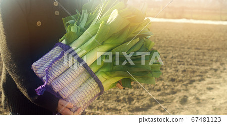Fresh leek in net bags ready for sale in the hands of a farmer. Harvest. Harvesting. Agriculture and farming. Freshly picked. Agribusiness. Agro industry. Growing Organic Vegetables Fresh leek in net bags ready for sale in the hands of a farmer. Harvest. Harvesting. Agriculture and farming. Freshly picked. Agribusiness. Agro industry. Growing Organic Vegetables 67481123