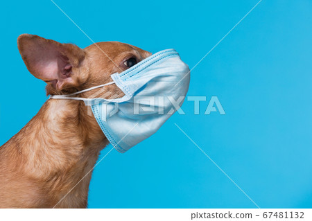 face of a brown dog in a blue medical mask, looks face of a brown dog in a blue medical mask, looks 67481132