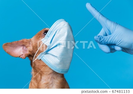 muzzle of a brown dog in a blue medical mask, the muzzle of a brown dog in a blue medical mask, the 67481133