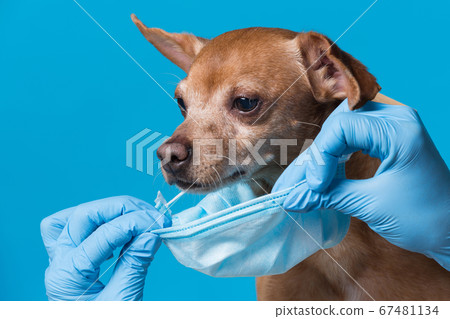 medical mask is put on the face of a brown dog, medical mask is put on the face of a brown dog, 67481134