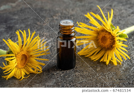 A bottle of elecampane essential oil with fresh A bottle of elecampane essential oil with fresh 67481534