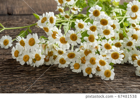 Fresh blooming feverfew or Tanacetum parthenium Fresh blooming feverfew or Tanacetum parthenium 67481538