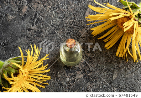 A bottle of elecampane essential oil with fresh A bottle of elecampane essential oil with fresh 67481549