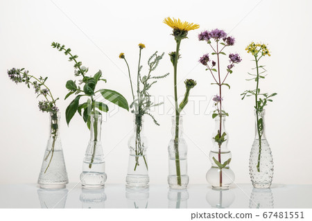 Creeping thyme, santolina, elecampane, common rue 67481551