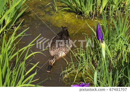 Hanashobu盛開時的北山公園：一隻野鴨游泳 67481707