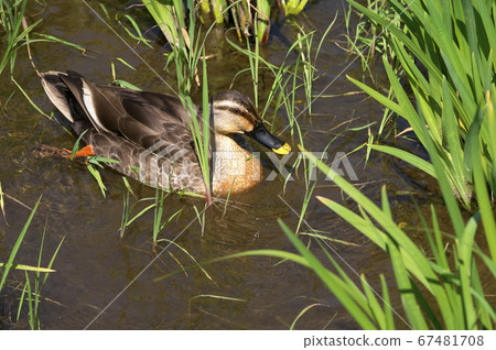 Hanashobu盛開時的北山公園:一隻野鴨游泳 Hanashobu盛開時的北山公園:一隻野鴨游泳 67481708