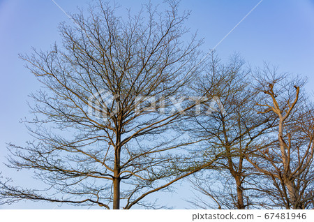 Sunny nature view of some winter branch Sunny nature view of some winter branch 67481946