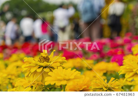Close up shot of Zinnia Angustifolia 67481963