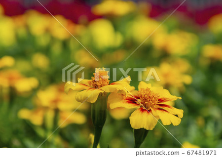 Close up shot of Zinnia Angustifolia Close up shot of Zinnia Angustifolia 67481971