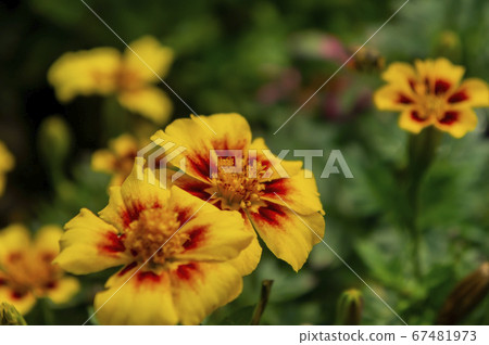 Close up shot of Zinnia Angustifolia 67481973
