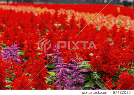 Many colorful Salvia splendens blossom on the Many colorful Salvia splendens blossom on the 67482023