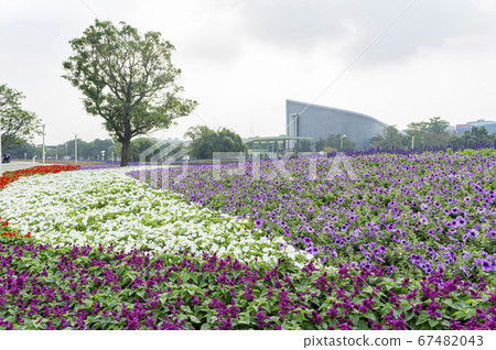 Many colorful Petunia atkinsiana blossom on the Many colorful Petunia atkinsiana blossom on the 67482043