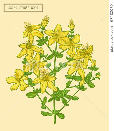 Saint Johns wort blooming branch Saint Johns wort blooming branch 67482070