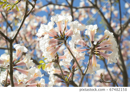 Ippe Blanco（白）花 67482158