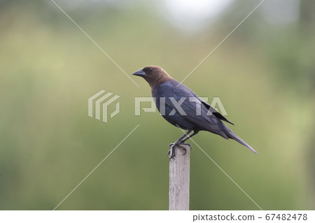 brown headed cowbird brown headed cowbird 67482478