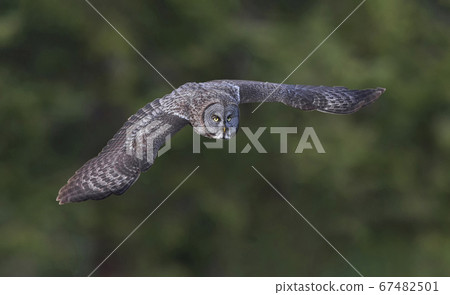 Flying Great Gray Owl 67482501