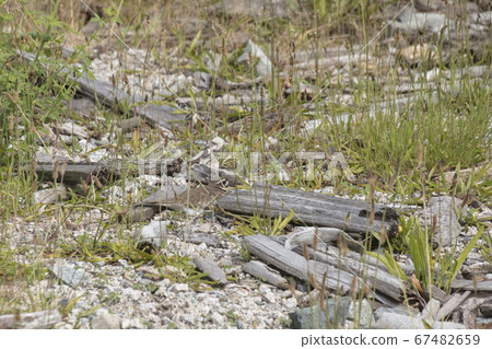 Killdeer bird nest Killdeer bird nest 67482659