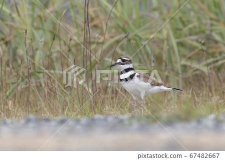 Killdeer plover bird Killdeer plover bird 67482667