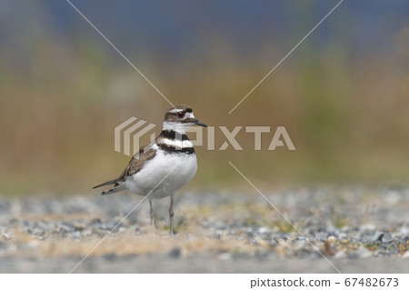 Killdeer plover bird Killdeer plover bird 67482673