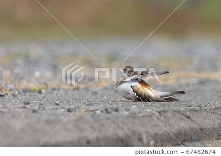 Killdeer faking injury 67482674