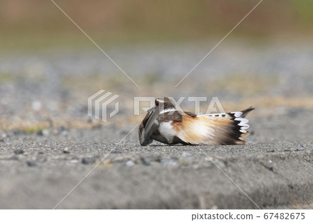 Killdeer faking injury Killdeer faking injury 67482675