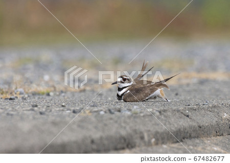 Killdeer faking injury 67482677