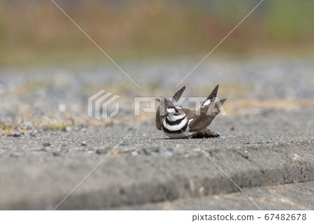 Killdeer faking injury Killdeer faking injury 67482678