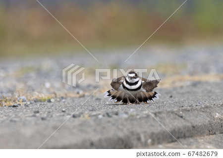 Killdeer faking injury 67482679