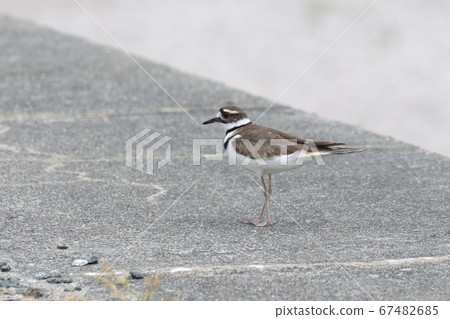 Killdeer plover bird 67482685