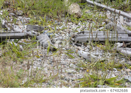 Killdeer nest and eggs Killdeer nest and eggs 67482686