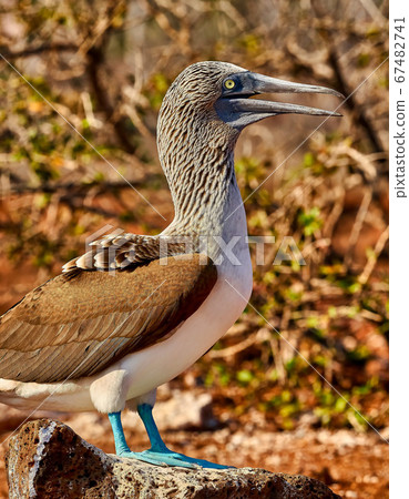 Blue Footed Booby Sula nebouxii north seymour island Galapagos Ecuador 67482741