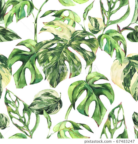 Watercolor Monstera Variegated botanical seamless Watercolor Monstera Variegated botanical seamless 67483247