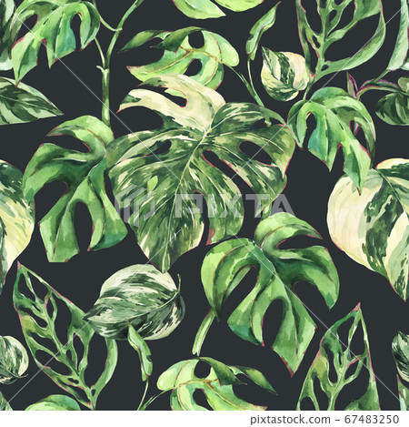 Watercolor Monstera Variegated botanical seamless 67483250