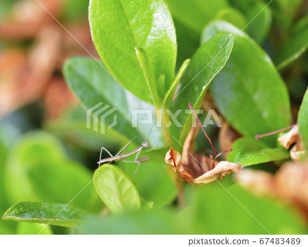 Mantis Mantis 67483489